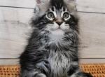 Martin - Maine Coon Cat For Sale - Hollywood, FL, US