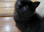 Black Siberian Kitty - Siberian Kitten For Sale - Hopatcong, NJ, US