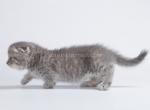 JJ tiny teacup scottish kilt blue tabby munchkin - Munchkin Cat For Sale - CA, US