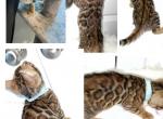 Sold Light Blue New Videos and photos on site - Bengal Cat For Sale - Jacksonville, FL, US