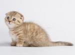 Aleya tiny orange chocolate Scottish kilt munchkin - Scottish Fold Cat For Sale - CA, US