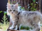 Goran light silver tabby baby boy Maine Coon - Maine Coon Cat For Sale - CA, US