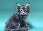 Aphrodite - Maine Coon Cat For Sale - Miami, FL, US