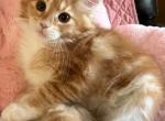 Lily - Maine Coon Cat For Sale - Manchester Township, NJ, US