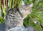 Bonifeces - Siberian Cat For Sale - Melbourne, FL, US