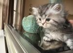 Cleo - Persian Cat For Sale - Allen, TX, US