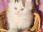 Beautiful white blue eyed Doll face Male - Persian Kitten For Sale - San Jose, CA, US