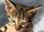 F3 Brown Spotted Savannah Kittens - Savannah Cat For Sale - Sunbury, OH, US