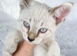 F7 Snow Spotted and Marble Savannah Kittens - Savannah Cat For Sale - Sunbury, OH, US