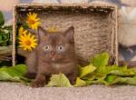 Simon - British Shorthair Cat For Sale - Brooklyn, NY, US