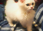 Aster - Persian Cat For Sale - GA, US