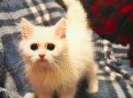 Celeste - Persian Cat For Sale - GA, US