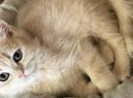 Cyrus - British Shorthair Kitten For Sale - Houston, TX, US