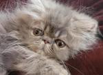 Angel - Persian Cat For Sale - West Palm Beach, FL, US
