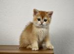 Simba - British Shorthair Cat For Sale - Philadelphia, PA, US