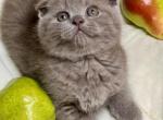 Tom - Scottish Fold Kitten For Sale - New York, NY, US