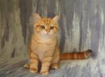 Almond - British Shorthair Cat For Sale - Chicago, IL, US