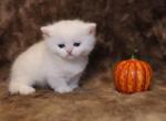 High Percentage British Shorthair Munchkin Kittens Profile