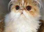 Ralphie - Persian Cat For Sale - Downingtown, PA, US