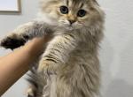 Scottish Fold Golden Female - Scottish Fold Kitten For Sale - Thornton, CO, US