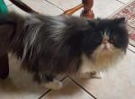 Kahlees baby - Persian Cat For Sale - Plano, TX, US