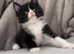 B7 - Maine Coon Kitten For Sale - Jonestown, PA, US