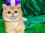 Babies of the Champion - British Shorthair Cat For Sale - Fort Wayne, IN, US