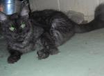 Denali - Maine Coon Cat For Sale - Souderton, PA, US