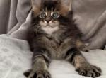 C3 - Maine Coon Cat For Sale - Jonestown, PA, US