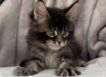 C5 - Maine Coon Cat For Sale - Jonestown, PA, US