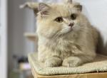 Little Yellow - Scottish Straight Cat For Sale - Miami, FL, US