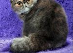 Kiss - Exotic Cat For Sale/Retired Breeding - Philadelphia, PA, US