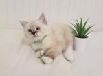 Goro - Ragdoll Kitten For Sale - Clearwater, FL, US