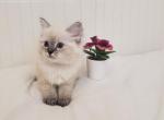 Aiko - Ragdoll Cat For Sale - Clearwater, FL, US