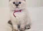 Kiko - Ragdoll Kitten For Sale - Clearwater, FL, US