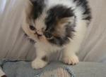 Black and white persian female - Persian Cat For Sale - MA, US