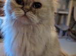 Sweet Loving Registered Himalayan - Himalayan Cat For Sale - Perry, FL, US