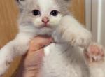 Roger Bi color ragdoll - Ragdoll Kitten For Sale - NY, US