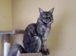 Asgard Koons Neko - Maine Coon Cat For Sale - Fort Worth, TX, US