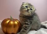 Oskar - Scottish Fold Cat For Sale - Renton, WA, US