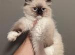 seal mitted   Mia - Ragdoll Kitten For Sale - NY, US