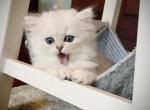 Wolfie CFA pick of the litter - Persian Kitten For Sale - Pensacola, FL, US