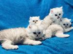 Silver chinchilla Persians Litter of 4 - Persian Cat For Sale - Pensacola, FL, US