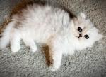 Sterling CFA silver shaded - Persian Cat For Sale - Pensacola, FL, US