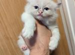 Bella    blue  bi color - Ragdoll Kitten For Sale - NY, US