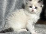 Jasmine - Ragdoll Kitten For Sale - Renton, WA, US