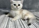 Rocco - British Shorthair Kitten For Sale - Renton, WA, US
