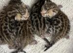 Moonshine Litter - Bengal Kitten For Sale - Malaga, NJ, US