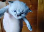 February to March Balinese kittens - Balinese Kitten For Sale - IL, US