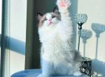 Tina - Ragdoll Cat For Sale - Fairfax, VA, US